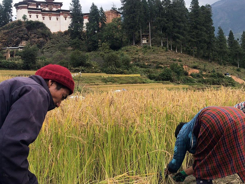 Marriage Celebration Journey