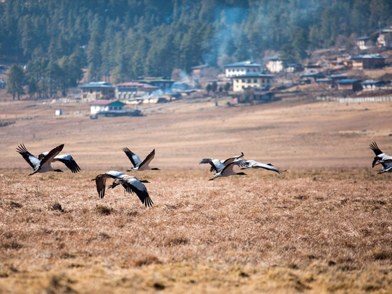 Serene Honeymoon Journey